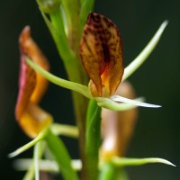 Cryptostylis arachnites (Blume) Hassk.